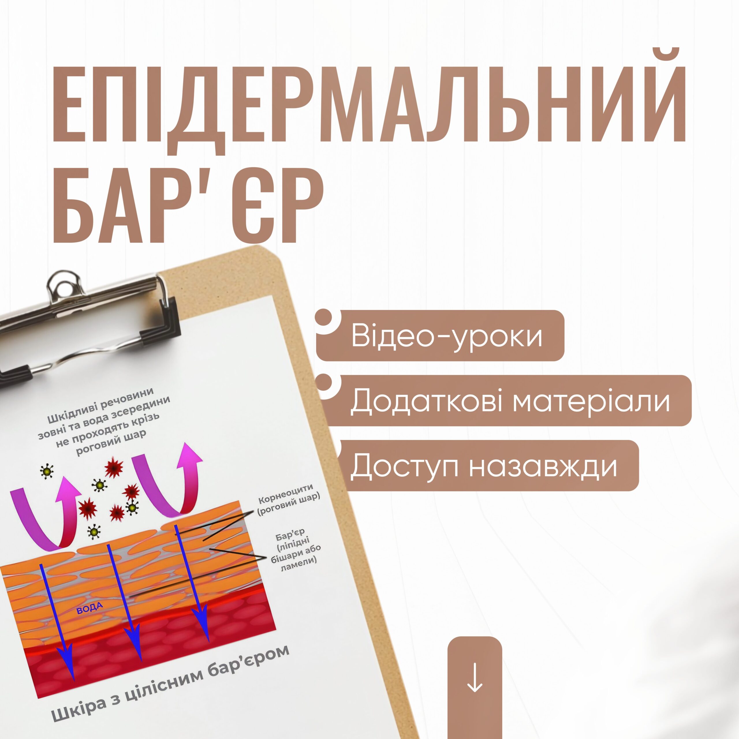 Епідермальний барʼєр